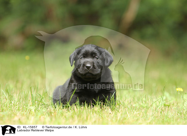 Labrador Retriever Welpe / KL-15857