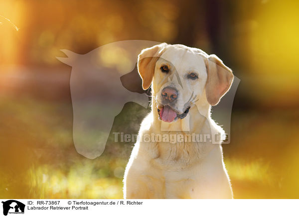Labrador Retriever Portrait / RR-73867