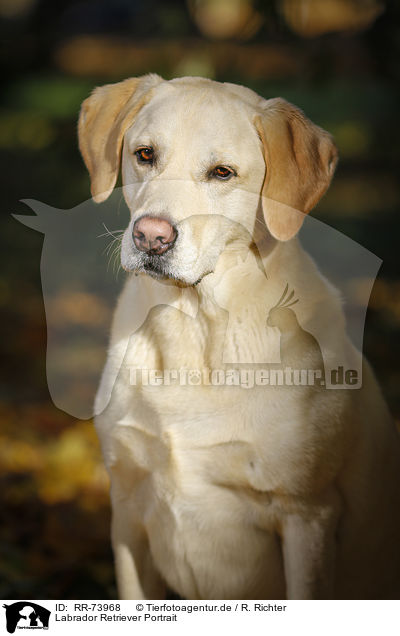 Labrador Retriever Portrait / RR-73968