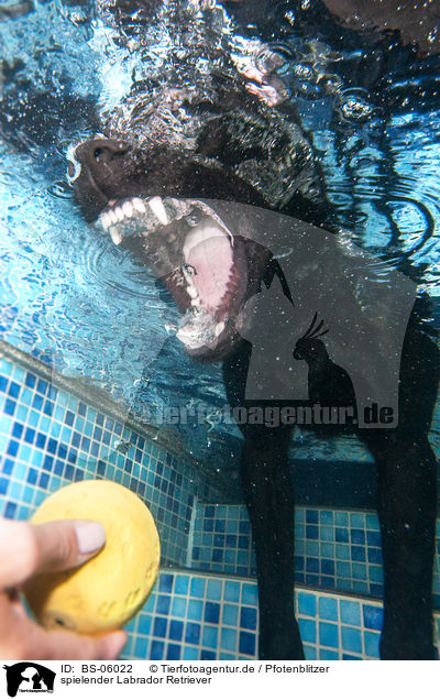 spielender Labrador Retriever / playing Labrador Retriever / BS-06022