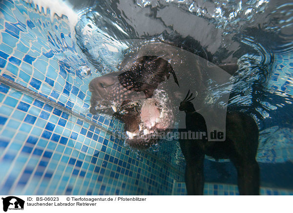 tauchender Labrador Retriever / diving  Labrador Retriever / BS-06023