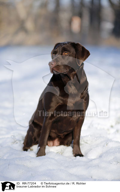 brauner Labrador im Schnee / brown Labrador in snow / RR-77204