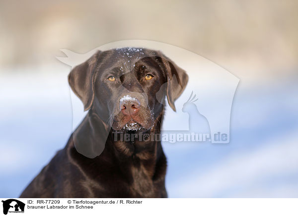 brauner Labrador im Schnee / RR-77209