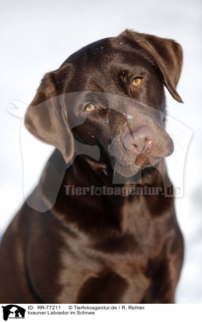 brauner Labrador im Schnee / brown Labrador in snow / RR-77211