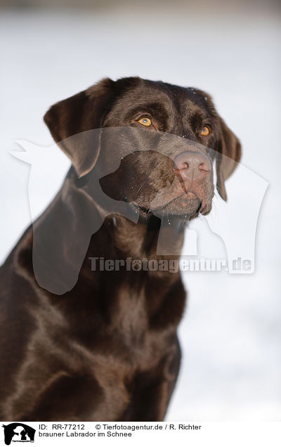 brauner Labrador im Schnee / brown Labrador in snow / RR-77212