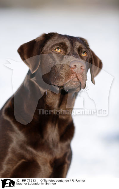 brauner Labrador im Schnee / brown Labrador in snow / RR-77213