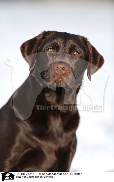 brauner Labrador im Schnee / brown Labrador in snow / RR-77214