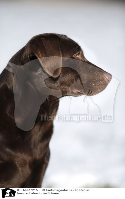 brauner Labrador im Schnee / brown Labrador in snow / RR-77215