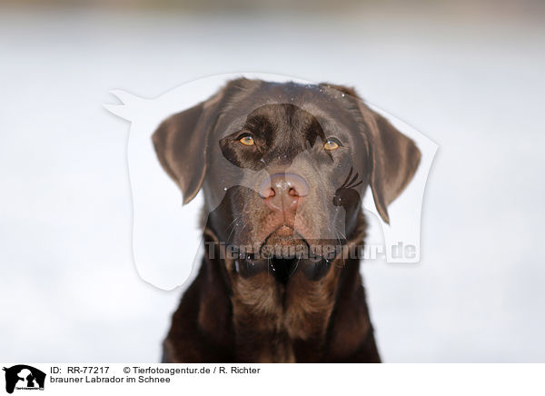 brauner Labrador im Schnee / brown Labrador in snow / RR-77217