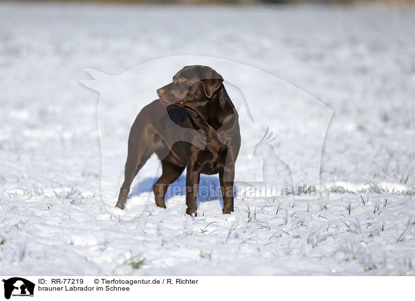 brauner Labrador im Schnee / brown Labrador in snow / RR-77219