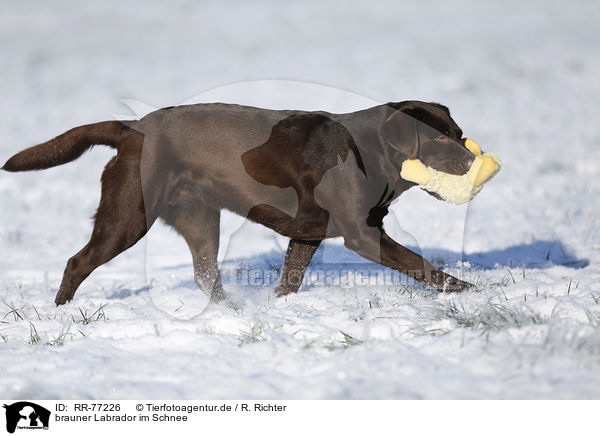 brauner Labrador im Schnee / brown Labrador in snow / RR-77226