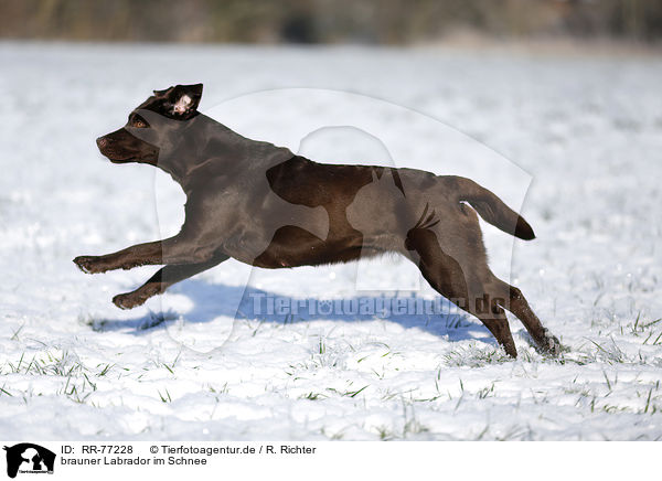 brauner Labrador im Schnee / RR-77228