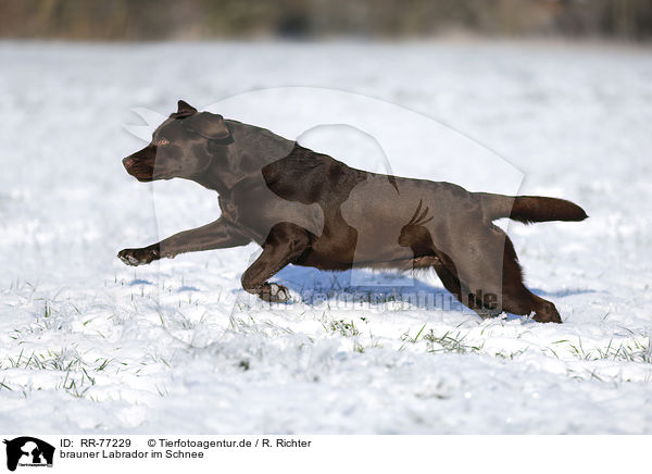 brauner Labrador im Schnee / brown Labrador in snow / RR-77229