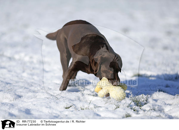 brauner Labrador im Schnee / brown Labrador in snow / RR-77230
