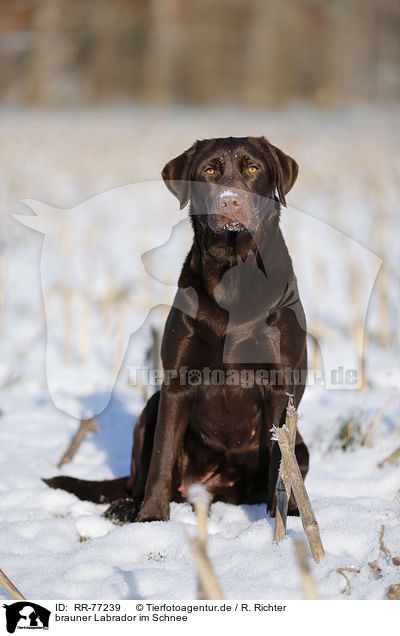 brauner Labrador im Schnee / RR-77239