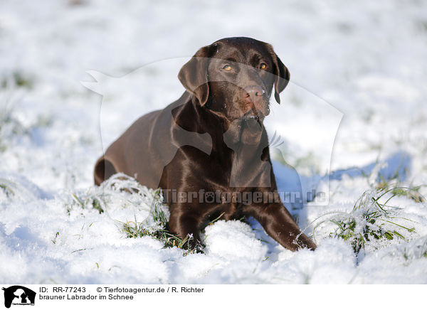 brauner Labrador im Schnee / RR-77243