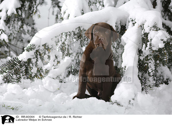 Labrador Welpe im Schnee / RR-80064