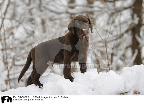 Labrador Welpe im Schnee / RR-80093