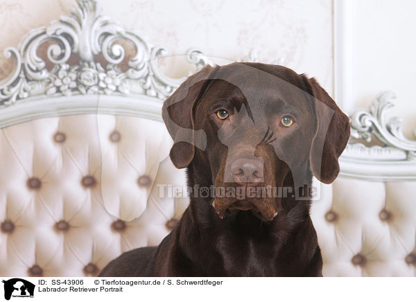 Labrador Retriever Portrait / SS-43906