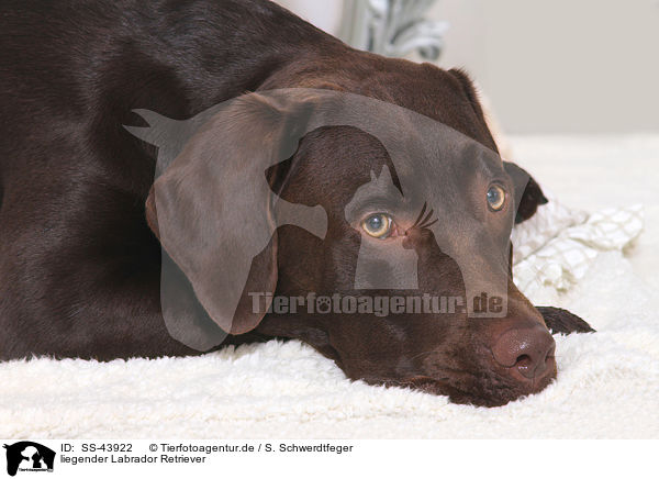 liegender Labrador Retriever / lying Labrador Retriever / SS-43922
