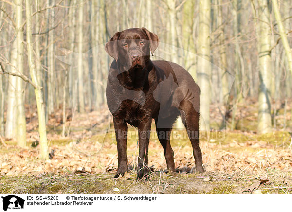 stehender Labrador Retriever / standing Labrador Retriever / SS-45200