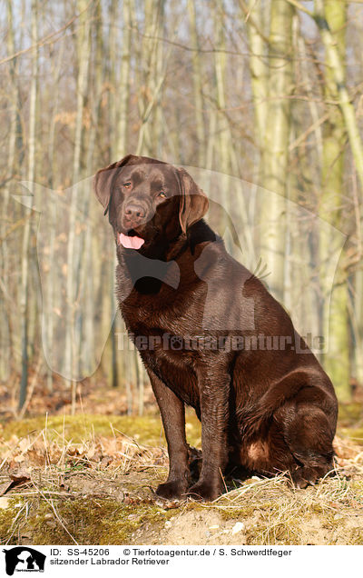 sitzender Labrador Retriever / sitting Labrador Retriever / SS-45206