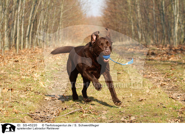 spielender Labrador Retriever / playing Labrador Retriever / SS-45220