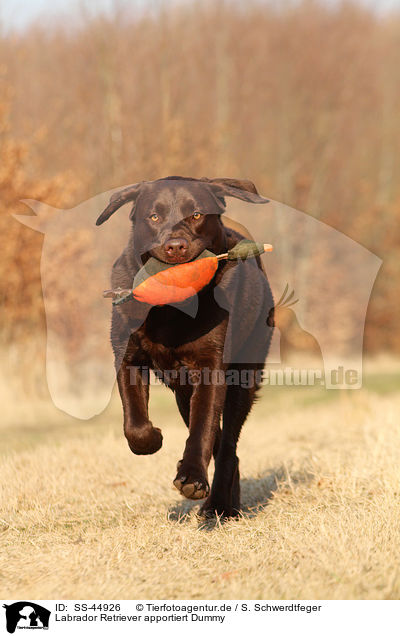 Labrador Retriever apportiert Dummy / Labrador Retriever retrieves dymmy / SS-44926