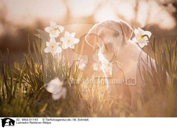 Labrador Retriever Welpe / MAS-01145