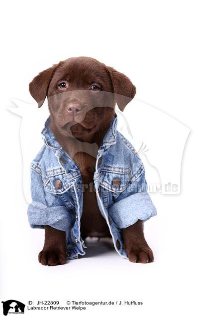Labrador Retriever Welpe / JH-22809