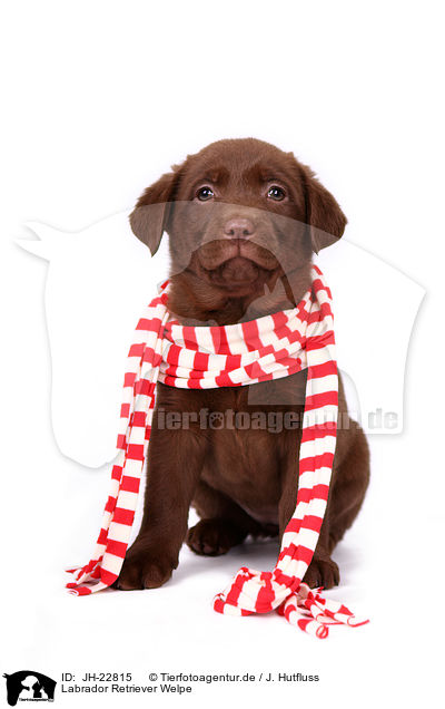 Labrador Retriever Welpe / JH-22815