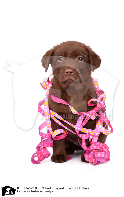 Labrador Retriever Welpe / Labrador Retriever Puppy / JH-22819