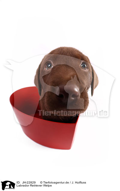 Labrador Retriever Welpe / JH-22829