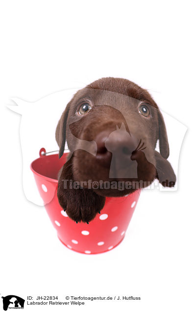 Labrador Retriever Welpe / JH-22834