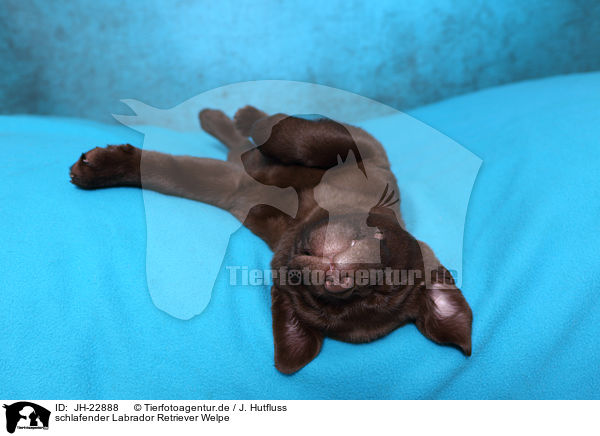 schlafender Labrador Retriever Welpe / JH-22888