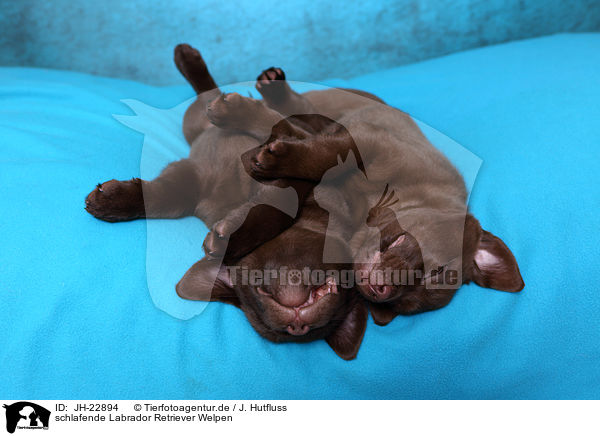 schlafende Labrador Retriever Welpen / JH-22894
