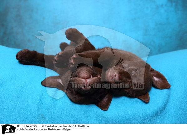 schlafende Labrador Retriever Welpen / sleeping Labrador Retriever Puppies / JH-22895
