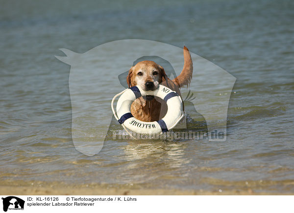 spielender Labrador Retriever / playing Labrador Retriever / KL-16126