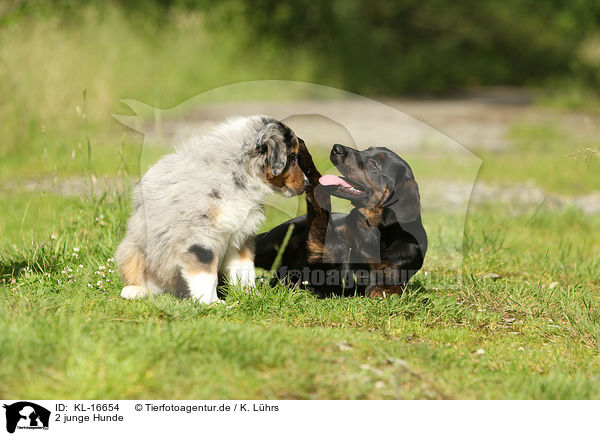 2 junge Hunde / 2 young dogs / KL-16654