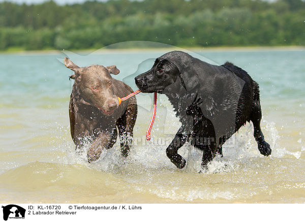 2 Labrador Retriever / KL-16720