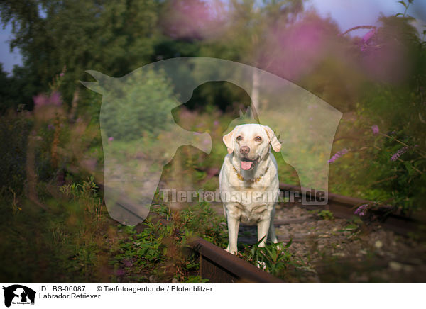 Labrador Retriever / Labrador Retriever / BS-06087