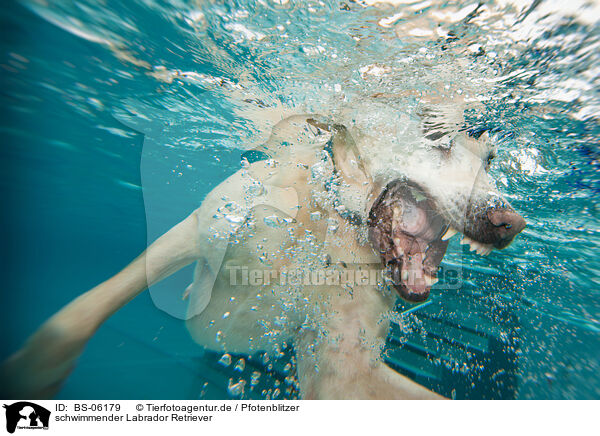 schwimmender Labrador Retriever / swimming Labrador Retriever / BS-06179