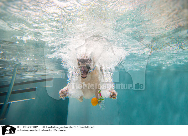 schwimmender Labrador Retriever / swimming Labrador Retriever / BS-06182