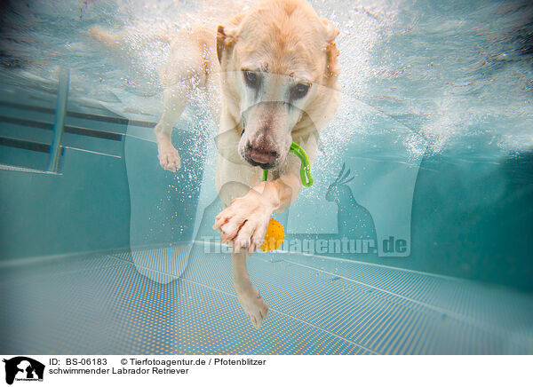 schwimmender Labrador Retriever / swimming Labrador Retriever / BS-06183