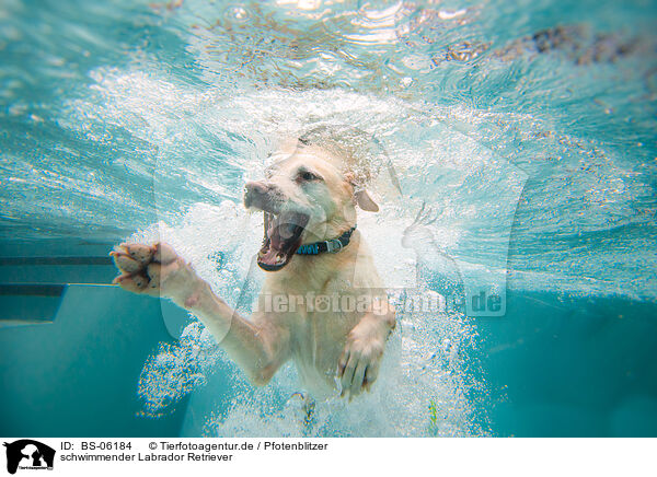 schwimmender Labrador Retriever / swimming Labrador Retriever / BS-06184
