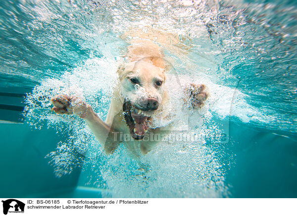 schwimmender Labrador Retriever / swimming Labrador Retriever / BS-06185