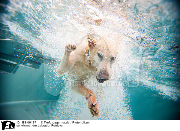 schwimmender Labrador Retriever / swimming Labrador Retriever / BS-06187