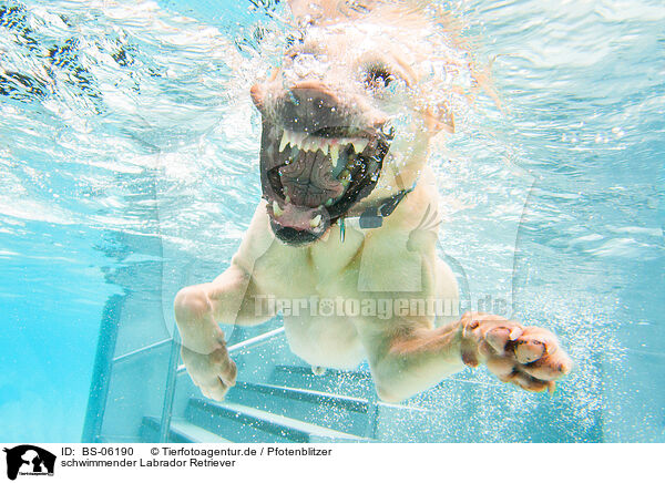 schwimmender Labrador Retriever / swimming Labrador Retriever / BS-06190