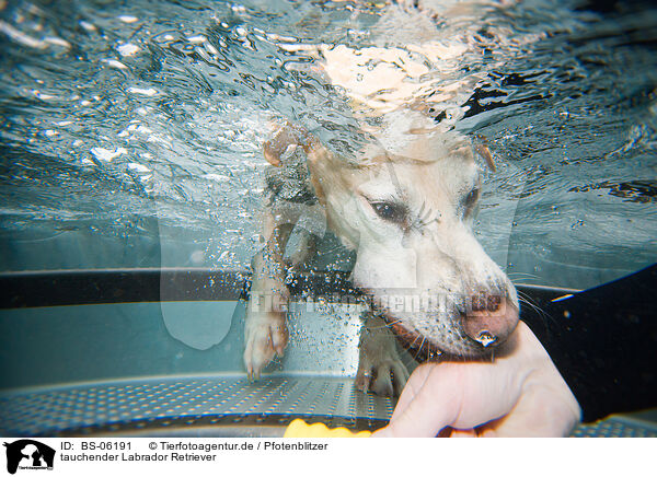 tauchender Labrador Retriever / diving Labrador Retriever / BS-06191
