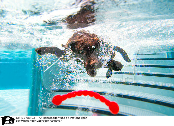 schwimmender Labrador Retriever / BS-06192